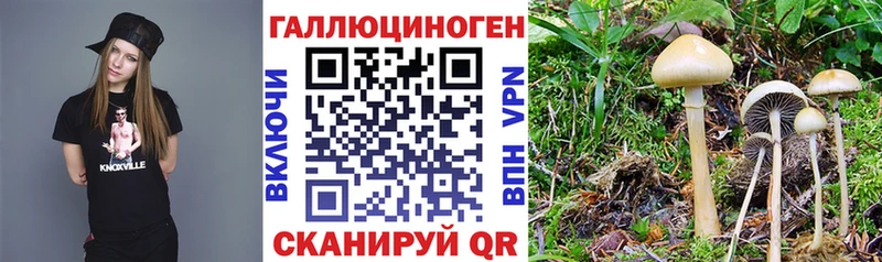 закладка  Семёнов  Псилоцибиновые грибы Psilocybe 